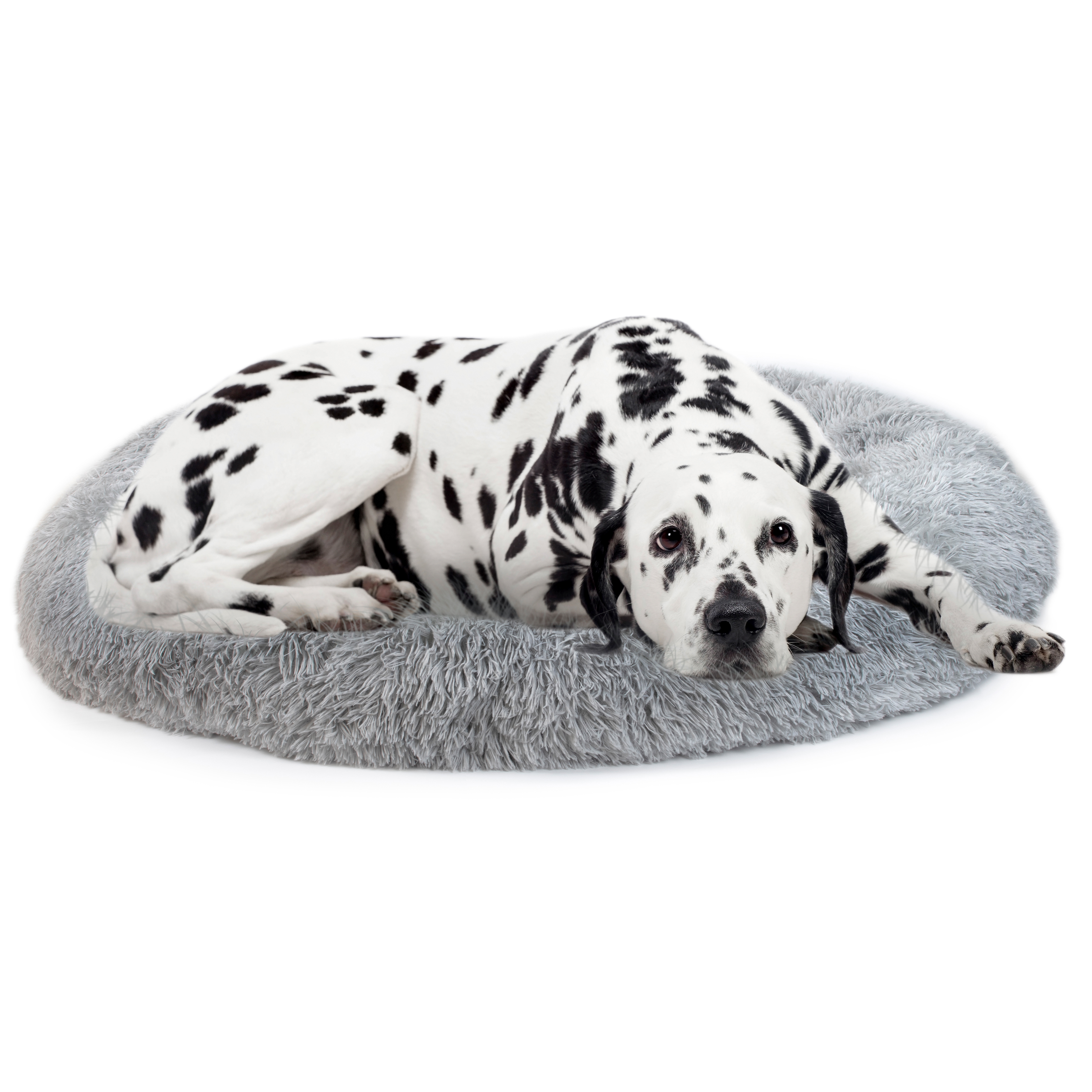 large - bed with dalmatian